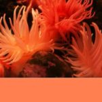 коралловый цвет