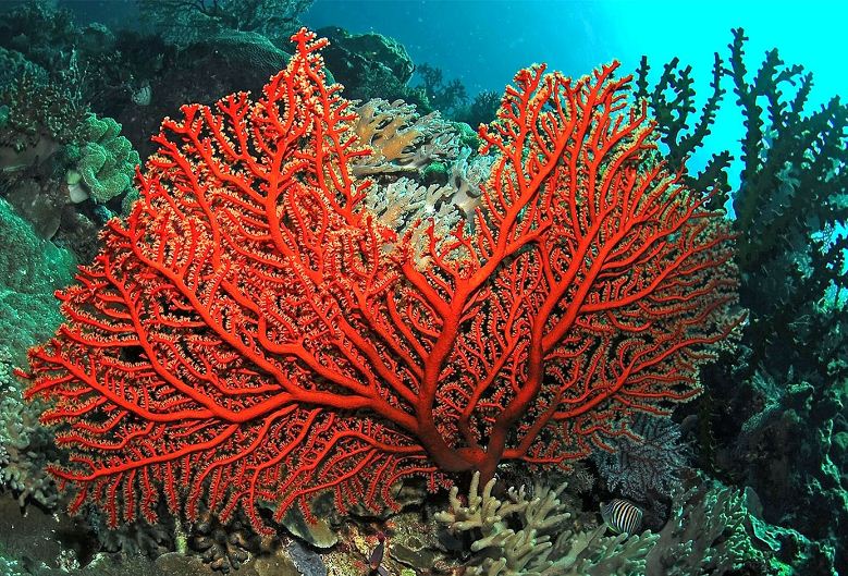 Ценный красный коралл 