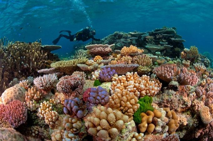 Большой Барьерный риф в Австралии 