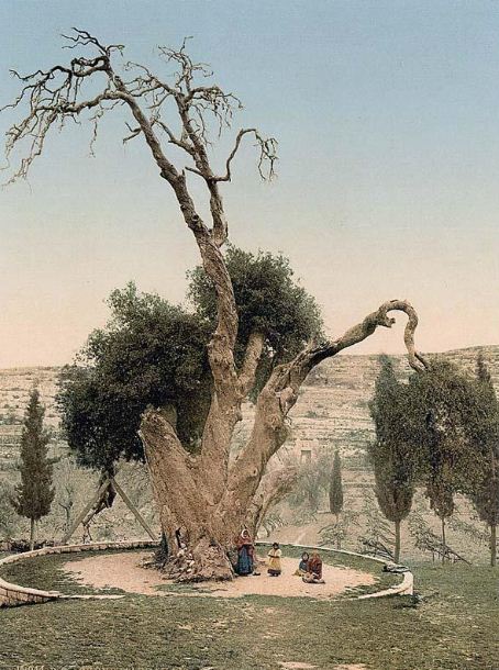 Мамврийский дуб. Фото сделано в конце XIX века. 