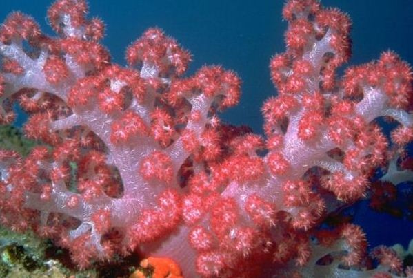 Коралловые полипы и кораллы 