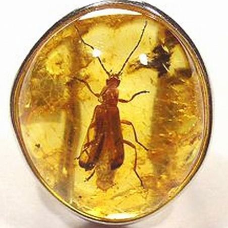 Инклюзы - доисторические насекомые в янтаре 