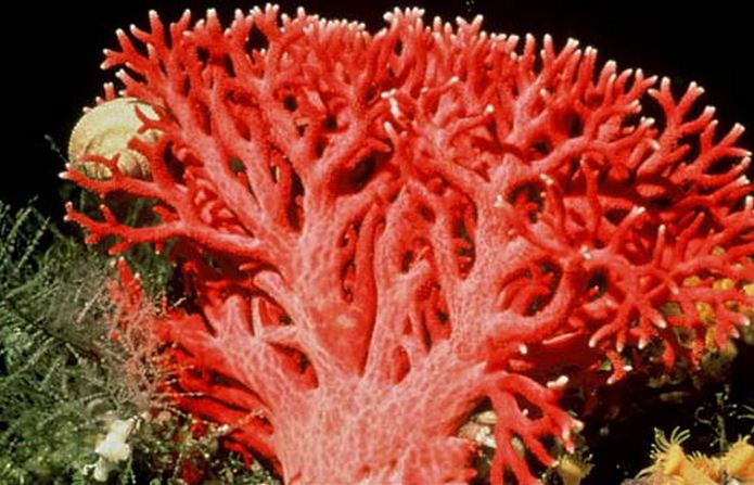 Оранжево - красный ( лососевый) коралл 