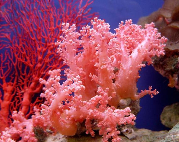 Розовые кораллы 