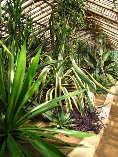 Экзотические растения в оранжерее 