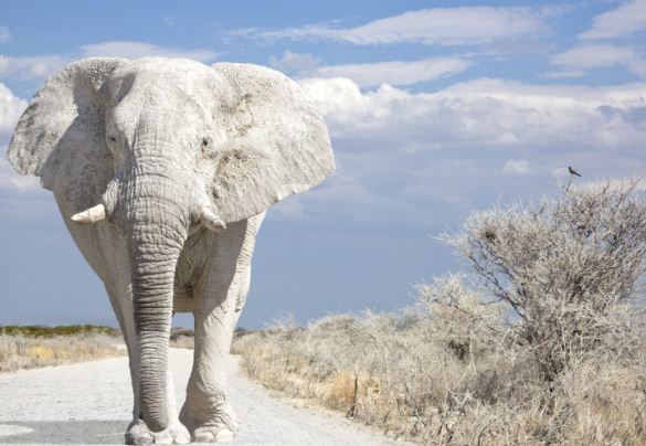 Белый слон - символ мощи и мудрости 