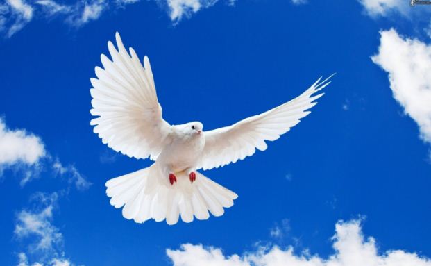 Белый голубь - символ мира 
