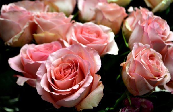 Розовые розы - это романтичный символ влюбленности 
