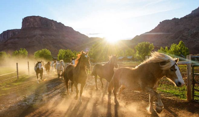 Лошади в загоне на ранчо