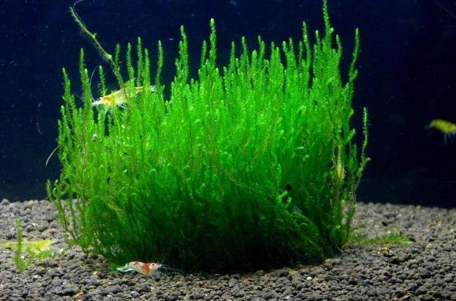 Посадка водных растений и водорослей 