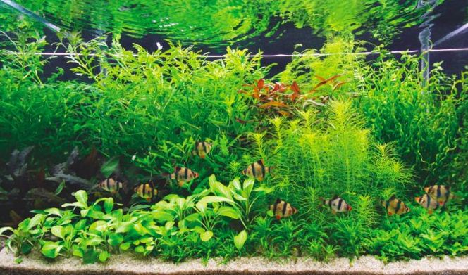 Обилие растений в аквариуме в коллекторской стилистике 