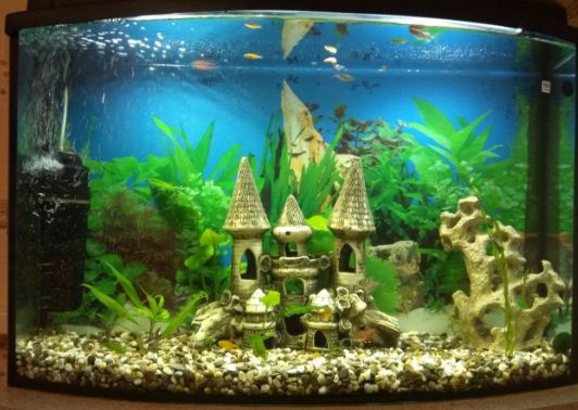 Панорамный узкий аквариум емкостью 100 литров 
