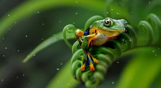 Цвет влюбленной жабы 