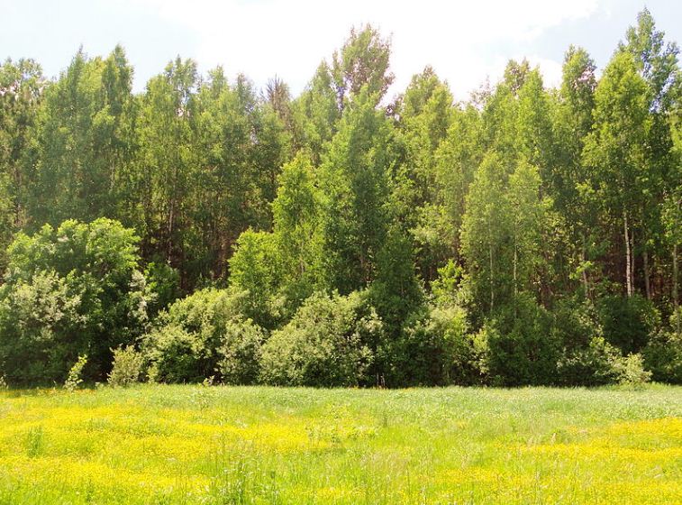 Лиственный лес в средней полосе России 