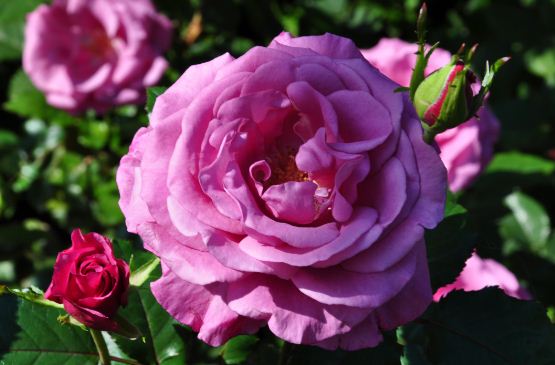 Цвет парнасской розы 