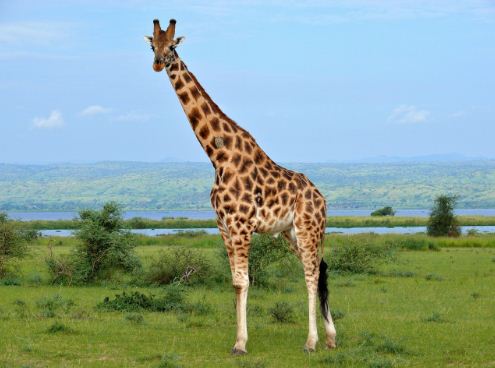 Натуральный окрас жирафа 