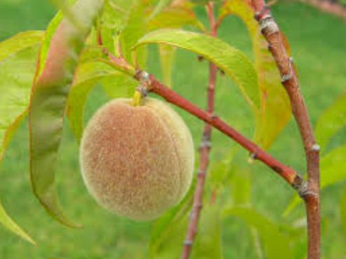 Цвет недозрелого персика 