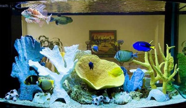 Морской аквариум с небольшими декоративным рыбками.