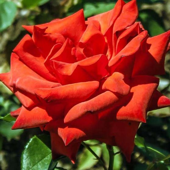 Роза сорта " Огни Ялты" ( выведена в 1955 году).