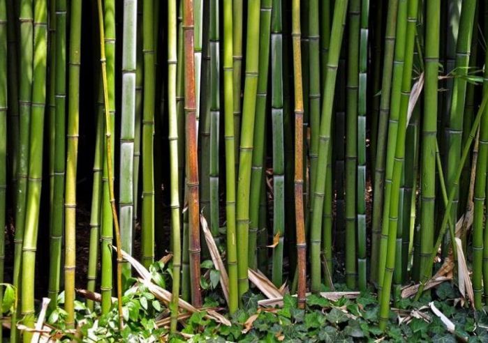 Бамбуковые заросли в Ялтинском ботаническом саду.
