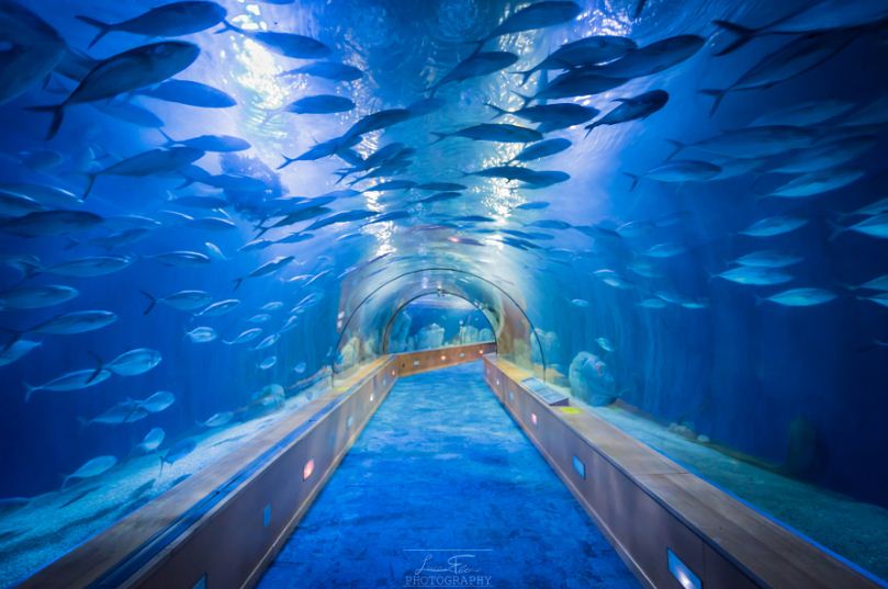Осмотр аквариума из подводного тоннеля