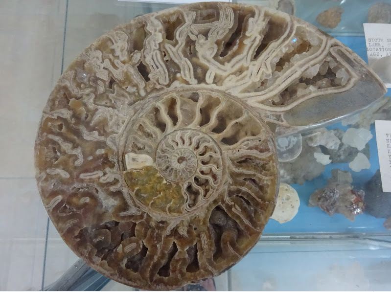 Окаменевшая раковина доисторического моллюска